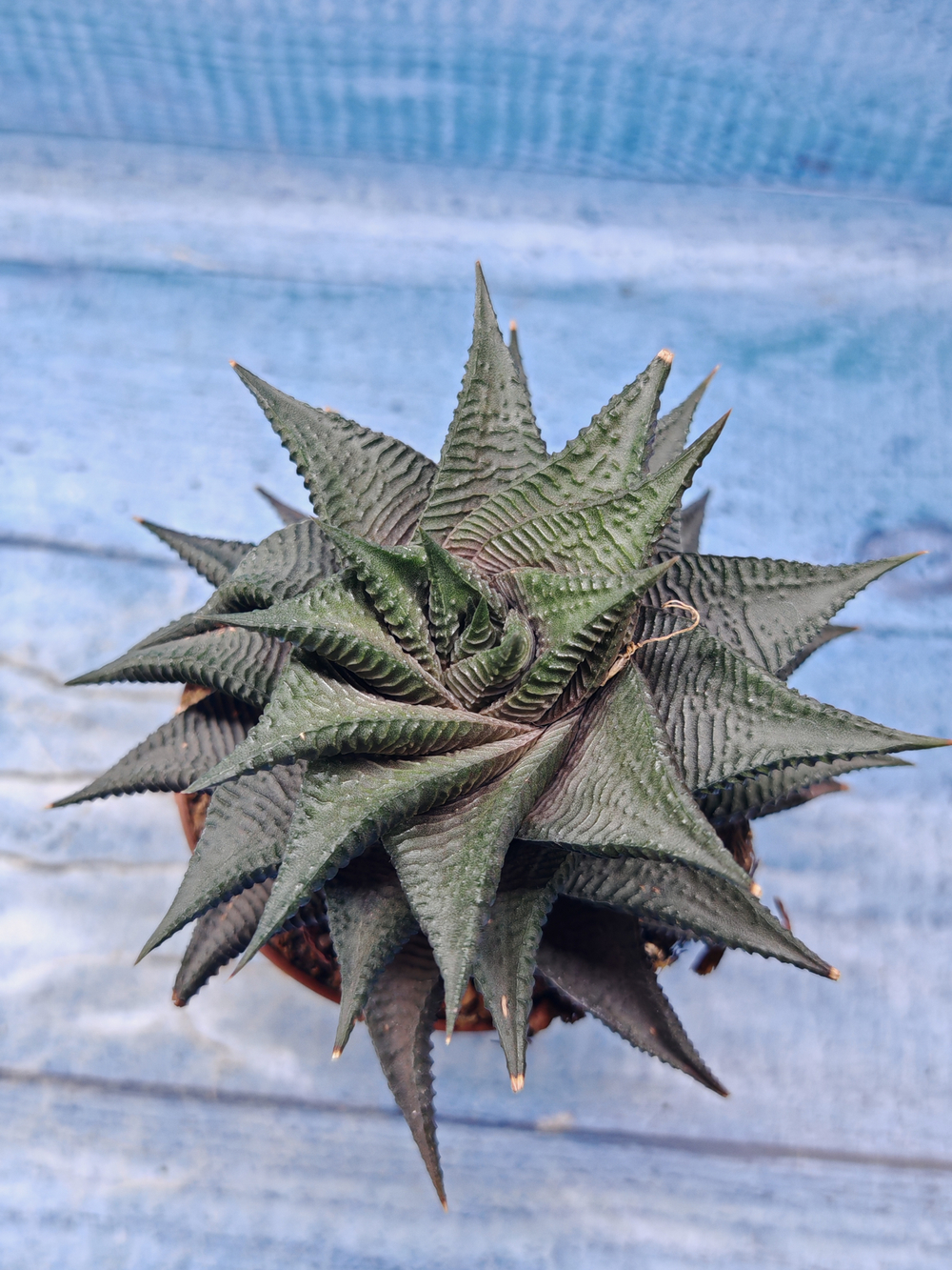 Haworthia Limifolia Spiralis (Хавортия)