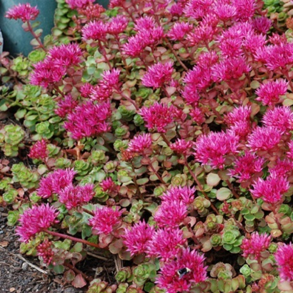 Очиток Coccineum