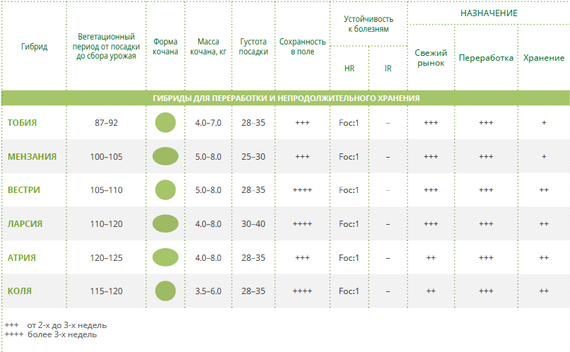 Коля F1 семена капусты белокочанной (Seminis / Семинис) – фото 6