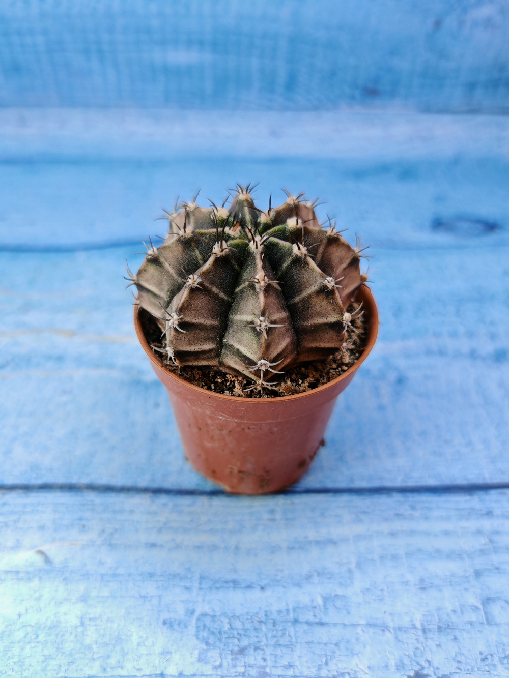 Gymnocalycium Friedrichii (Гимнокалициум)