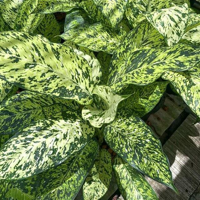 Диффенбахия