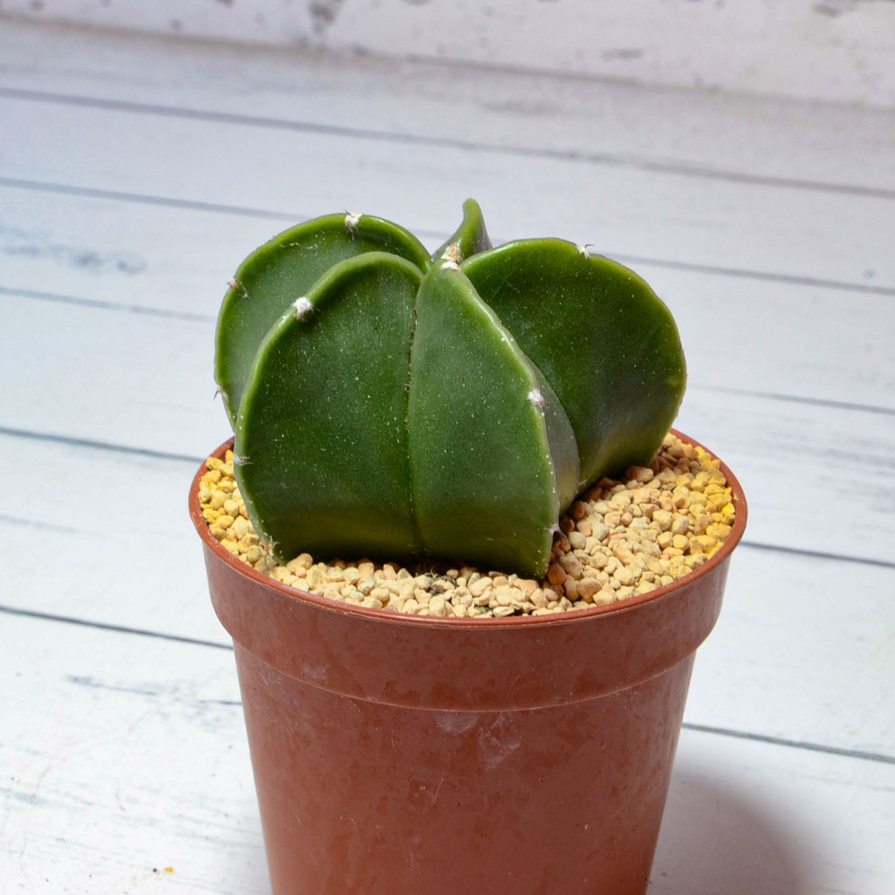 Astrophytum Myriostigma Nudum (Астрофитум)