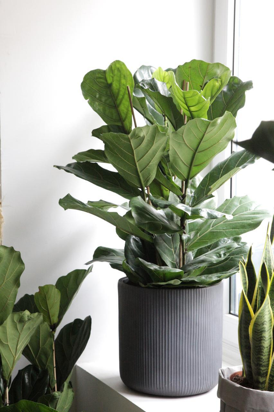 Фикус лирата 3 ств