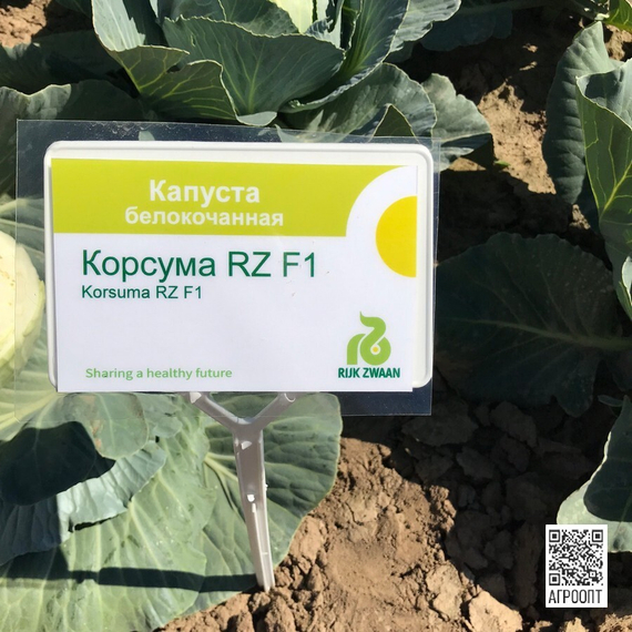 Корсума F1 семена капусты белокочанной (Rijk Zwaan / Райк Цваан) в поле – фото 8
