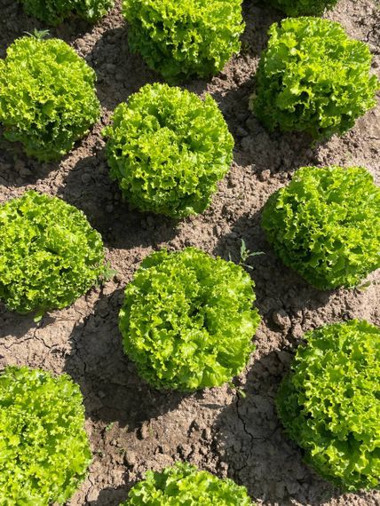 Отили семена салата батавия Rijk Zwaan-Райк Цваан купить оптом