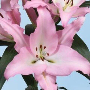 Лилия Ачиерто