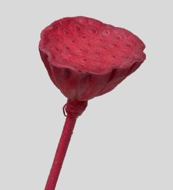 TR 603M Росток семени Лотоса