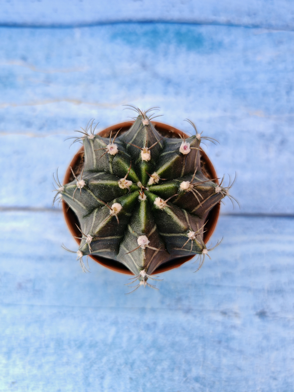 Gymnocalycium Friedrichii (Гимнокалициум)