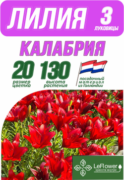 Лилия Луковица, Калабриа, ЛА-гибрид, 3 шт