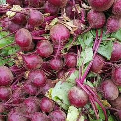 ЦЕППО F1 семена свеклы (Rijk Zwaan | Alexagro)