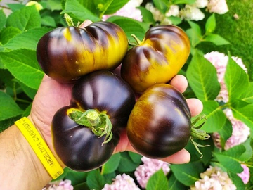 Контраст Фландрии (Flanders Contrast) сорт томата