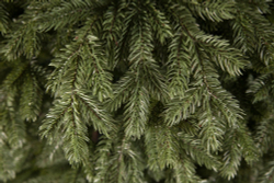 Ель Царская 100% литая 260см зеленая Triumph Tree