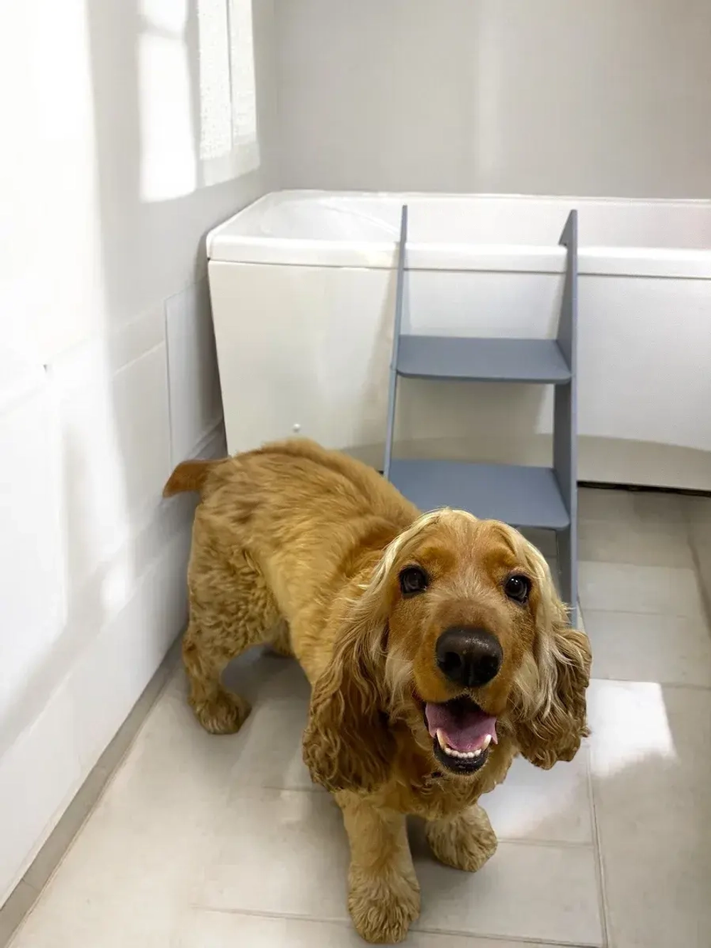 Лестница в ванну для собак средних и крупных пород