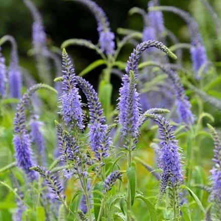 Вероника длиннолистная "Blue Tone". Veronica longifolia "Blue Tone".