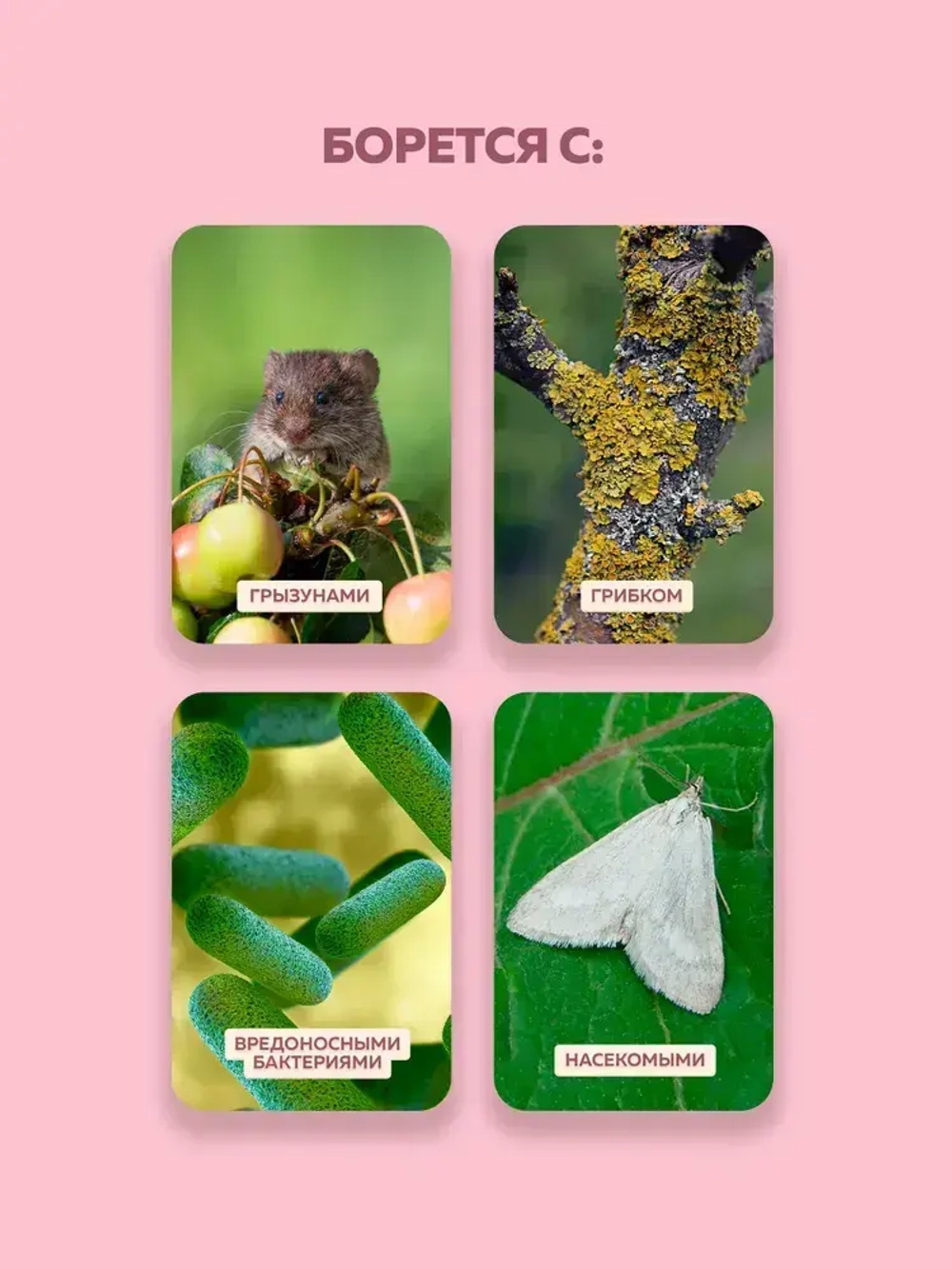 Краска побелка для садовых деревьев и кустарников 6 кг FARBITEX, с антибактериальными добавками для защиты коры от болезней и паразитов