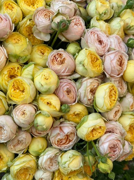 Букет Кустовая пионовидная Желтый 15