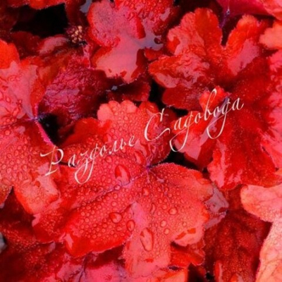 Гейхера Фаер Аларм