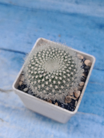 Notocactus Haselbergii (Нотокактус)