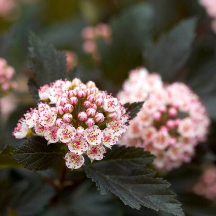 Пузыреплодник "Summer Wine"