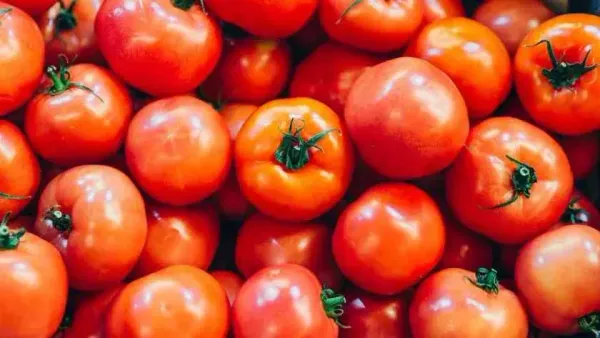 Выращивание тепличных томатов