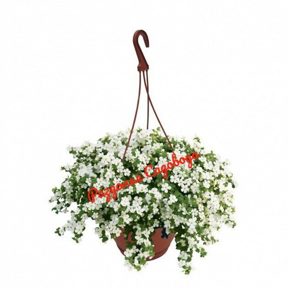 Бакопа раскидистая (горшок 1 л)