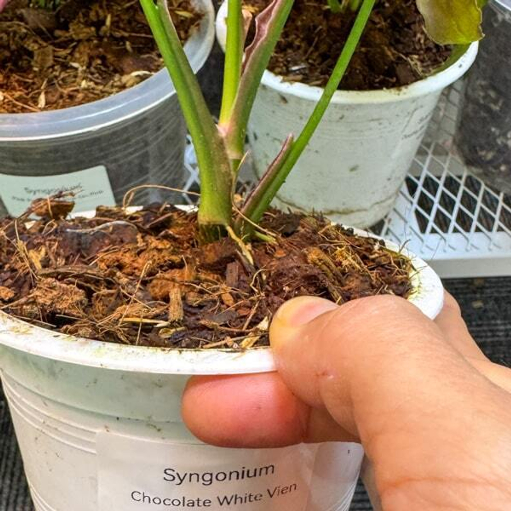 Сингониум CHOCOLATE WHITE VEIN