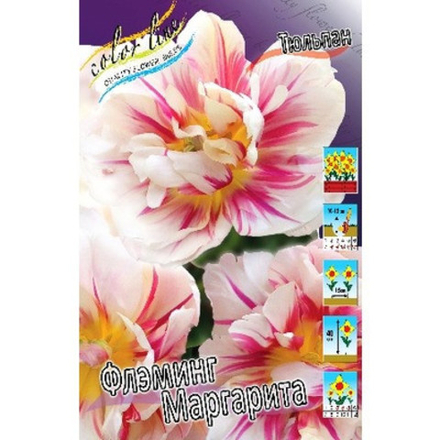 Тюльпан Флэминг Маргарита