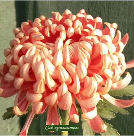 William Florentine Bronz крупноцветковая хризантема ☘  ан 42    (временно нет в наличии)