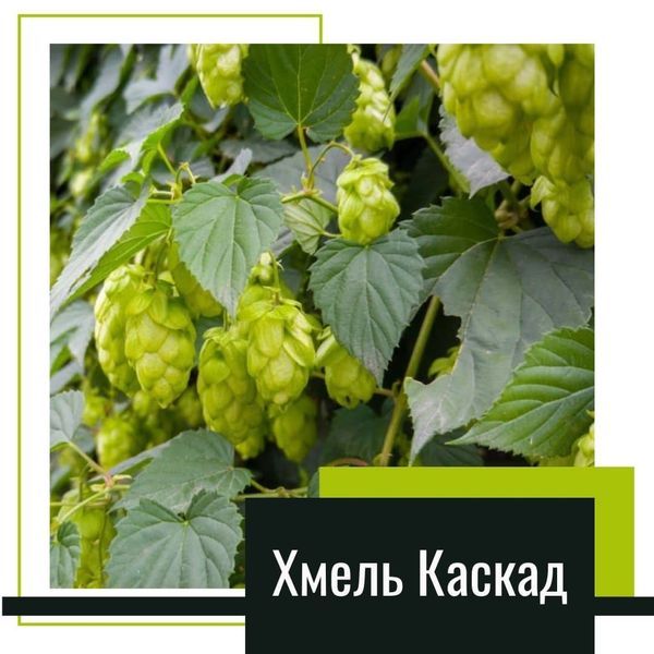 Хмель Каскад