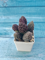 Adromischus Marianae Red Coral (Адромискус)