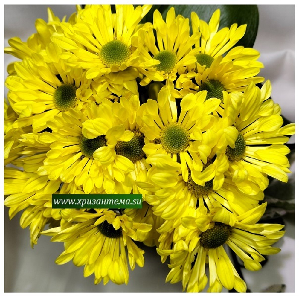 Хризантема кустовая Cheddar 🌼 к.29 (весна 2026г)