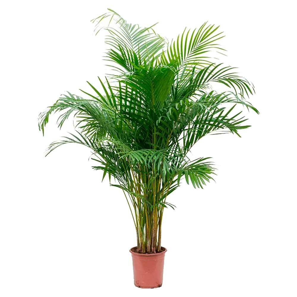 Хризалидокарпус пальма