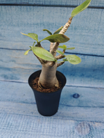 Adenium Baobab (Адениум)