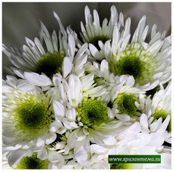 белые зелёные игольчатые хризантемы