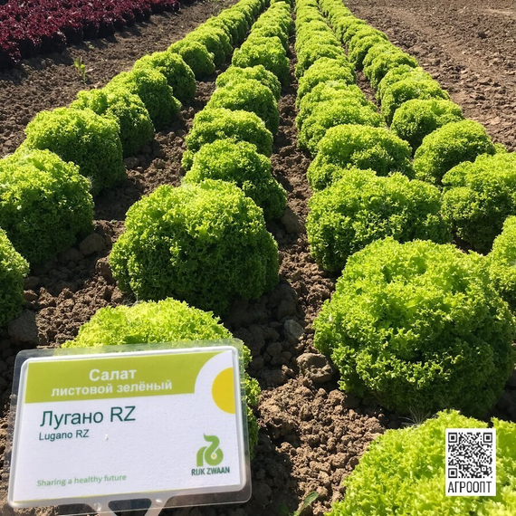 ЛУГАНО семена салата (Rijk Zwaan | Alexagro) – фото 3