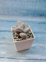 Pachyphytum Oviferum (Пахифитум)