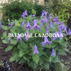 Клематис интегрифолия