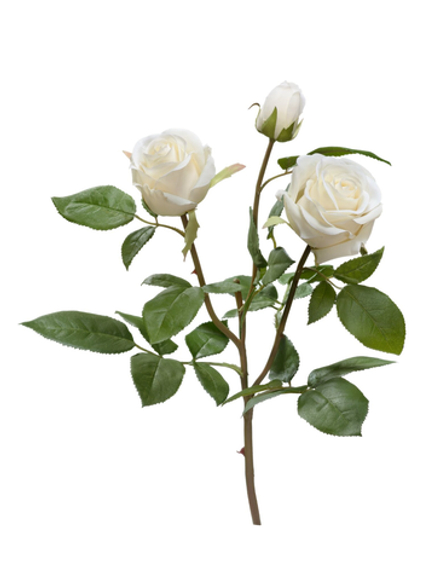 Роза Флорибунда Мидл ветвь белая, в-36 см