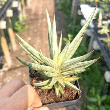 Сансевиерия FRANCISII WHITE VAR