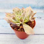 Echeveria Trumpet Pinky (Эхеверия)