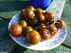 Помидоры - Black Zebra Cherry - Черри Черная Зебра