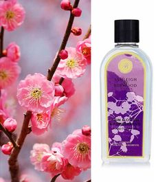 Аромат для ламп Цветок сливы и Гранат Life In Bloom, Ashleigh & Burwood