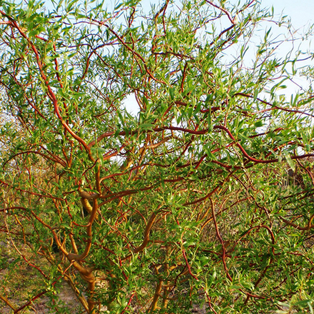 Ива Уральская извилистая