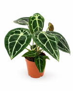 Антуриум хрустальный