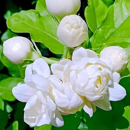 Жасмин самбак