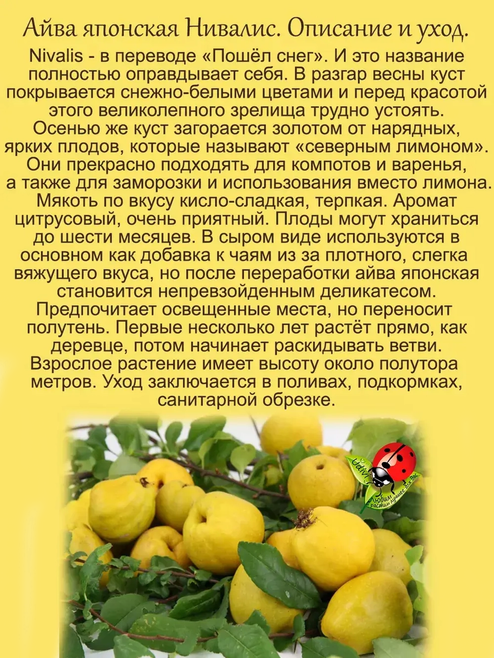 Айва Нивалис японская белая Хиномелес