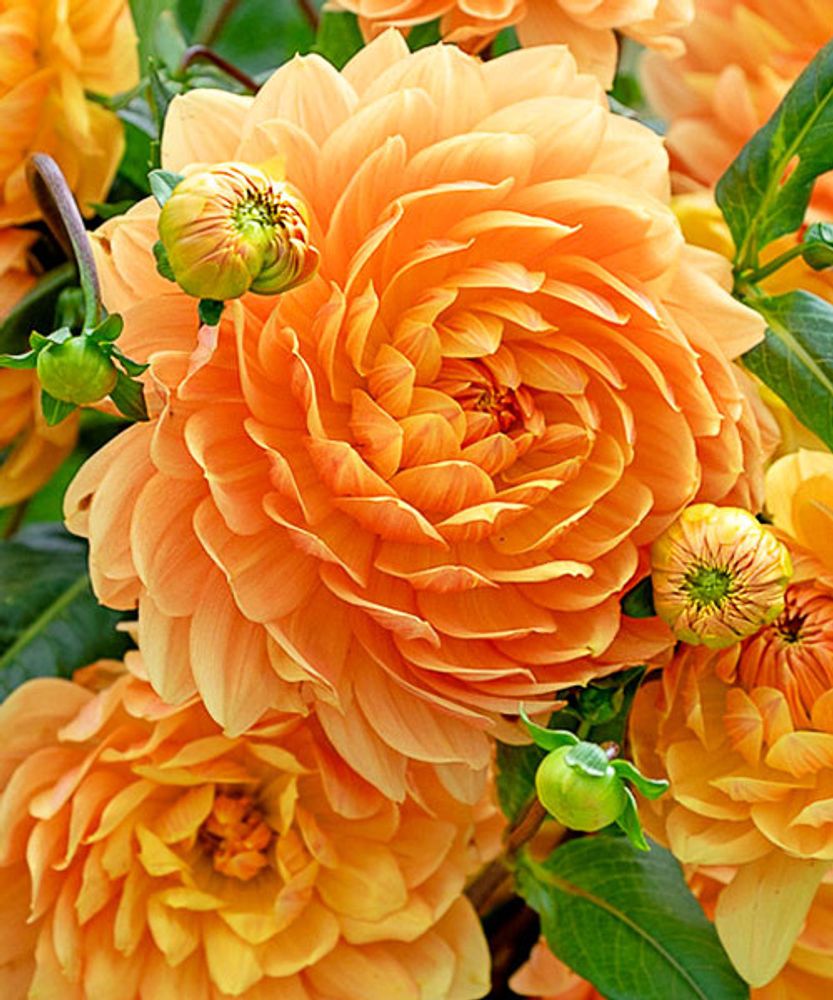 Георгин Rancho (корень) Закупка М55 апрель 2026