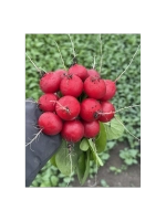 Селеста F1 семена редиса (Enza Zaden / Энза Заден)