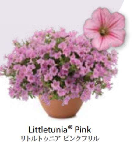 ЕВРО Petunia Littletunia Pink укорененный черенок февраль 26 DAN