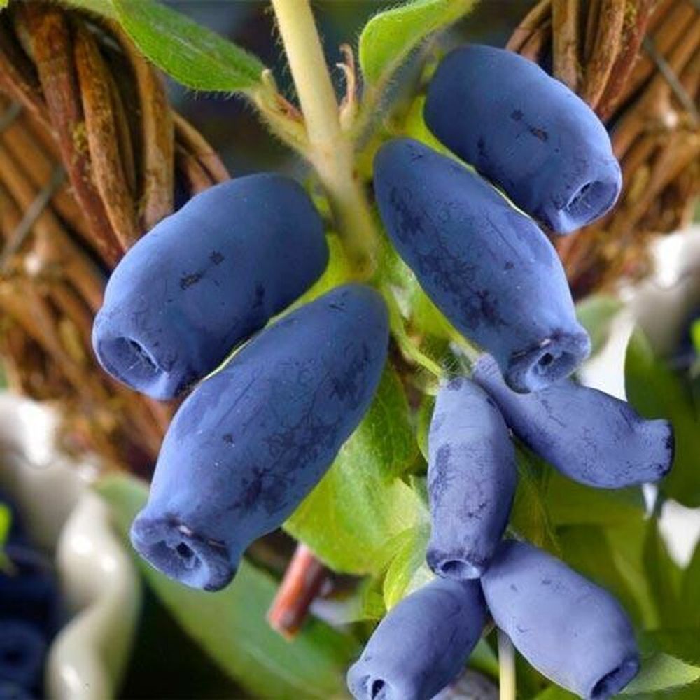 Жимолость Югана (ОКС)